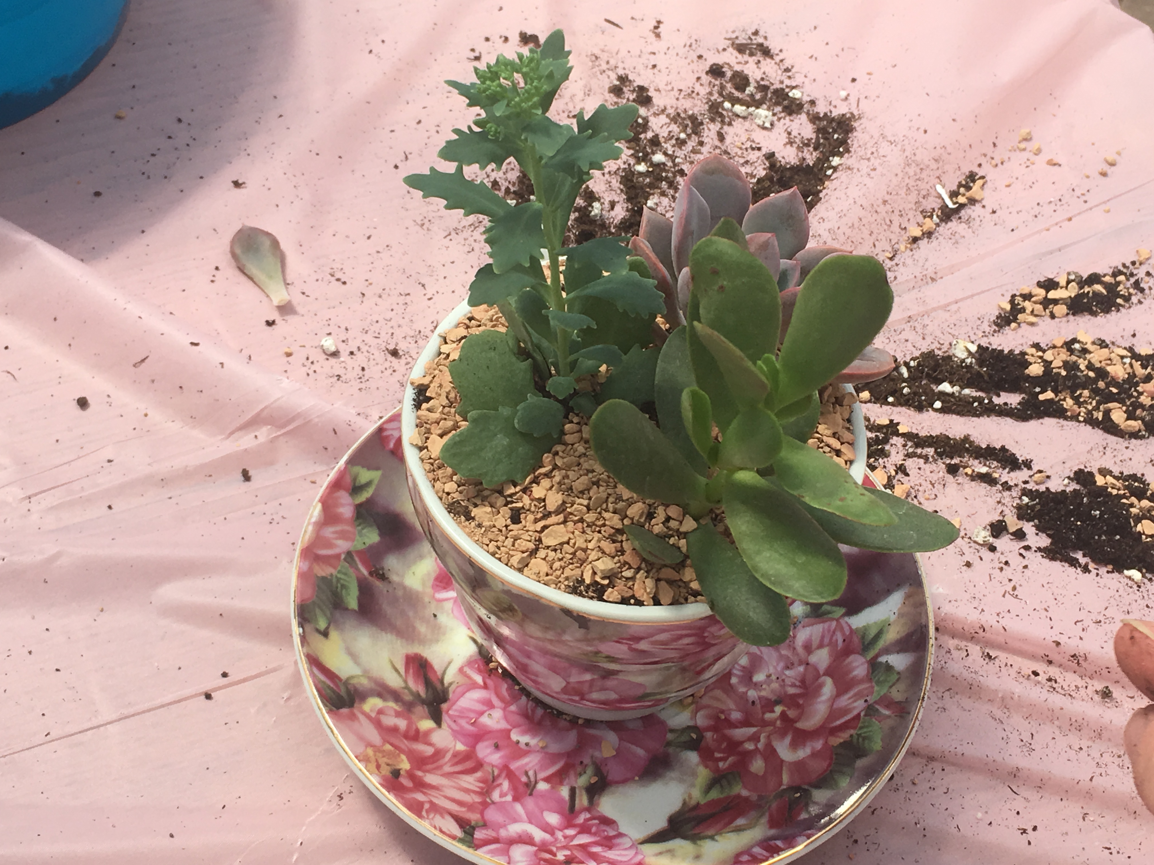 tea cup succulents