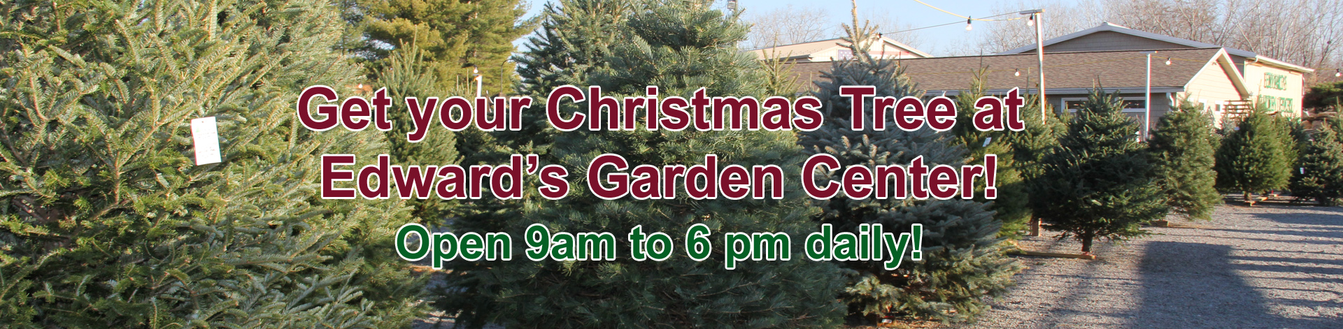 Edward's Garden Center Christmas Trees