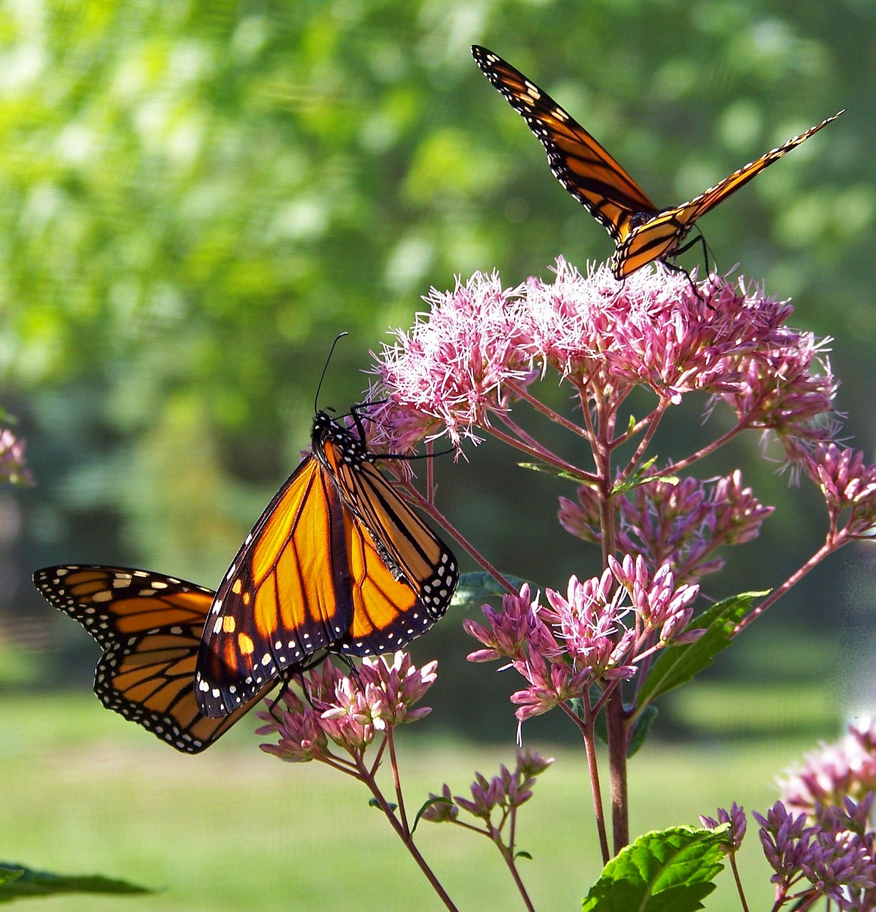 Gardens Designed to attract Butterflies Seminar