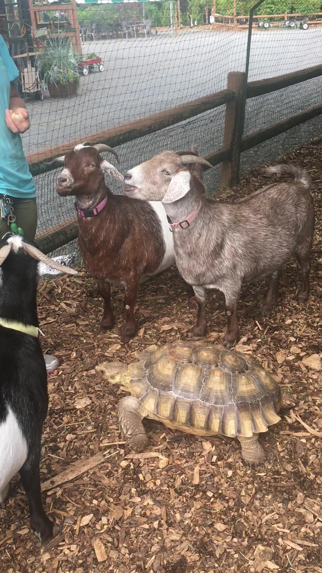 Goats and a tortoise